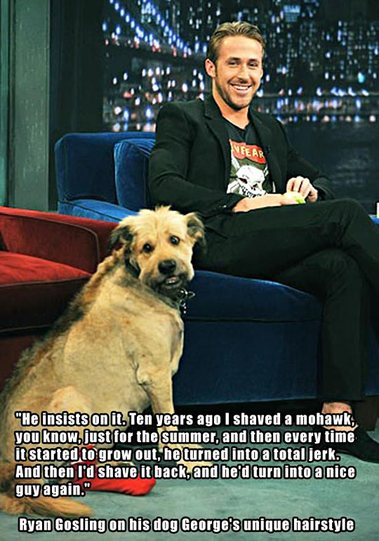Ryan Gosling on his dog’s unique hairstyle…