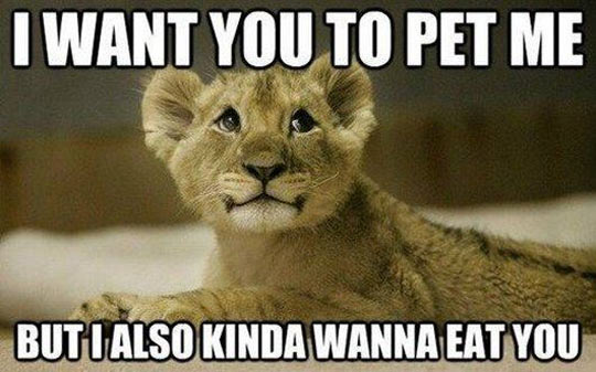 funny-baby-lion-face