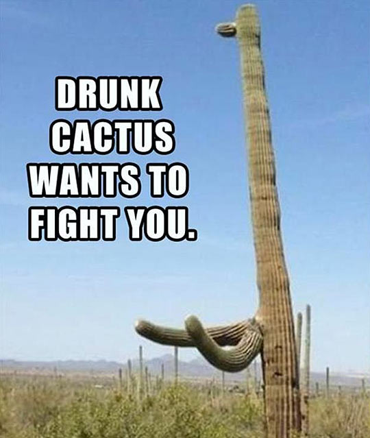 Drunk cactus…