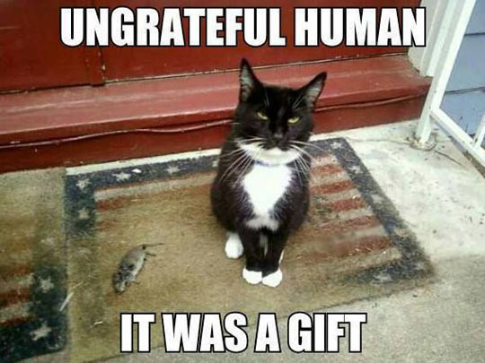 Ungrateful human…