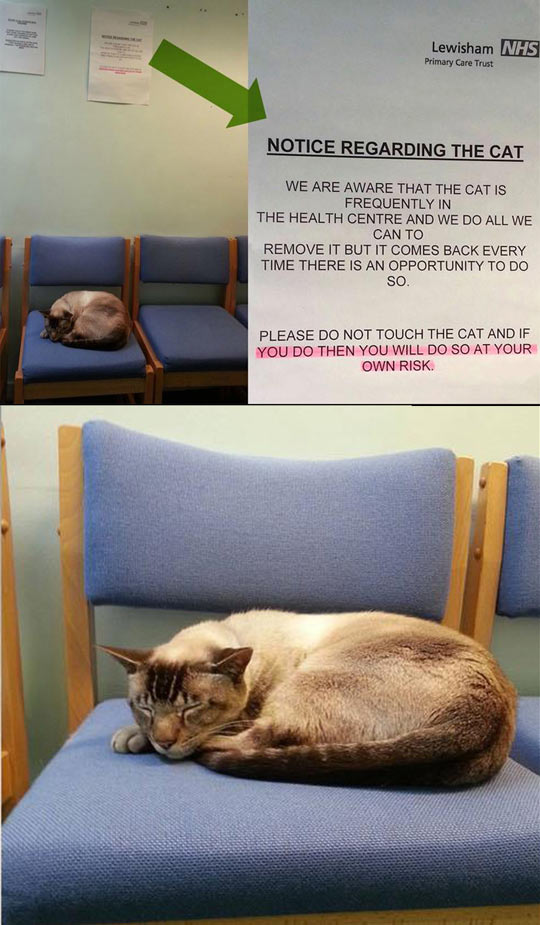 Notice regarding the cat…