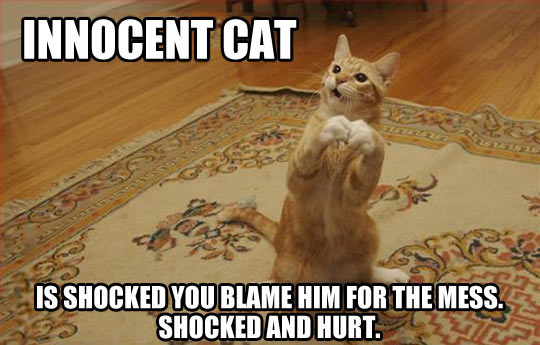 funny-cat-innocent-mess-rug