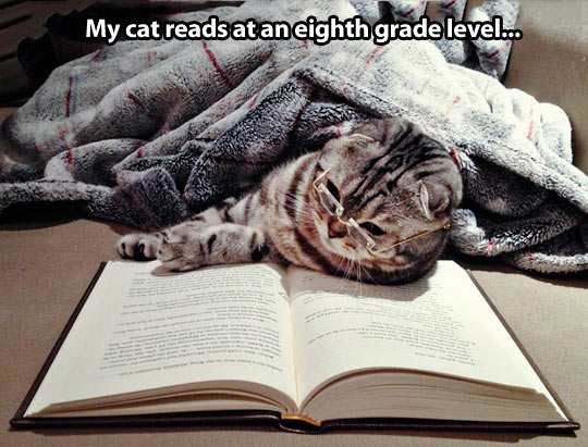 My cat is smart…