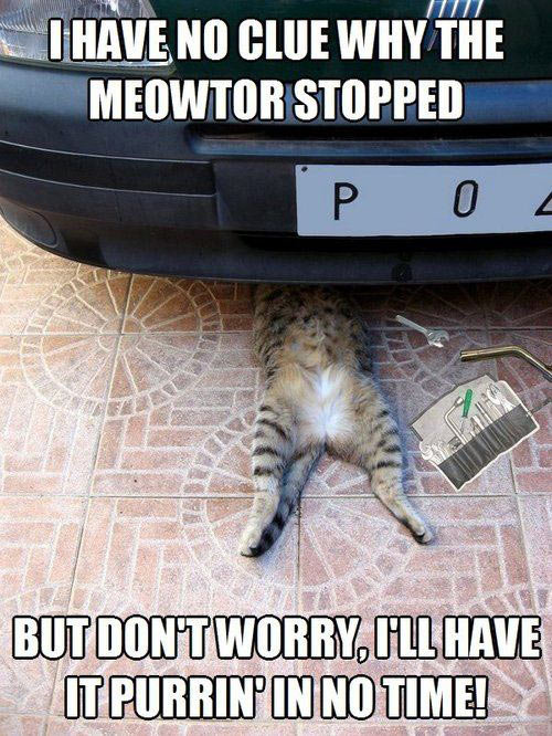 funny-cat-repair-car-engine