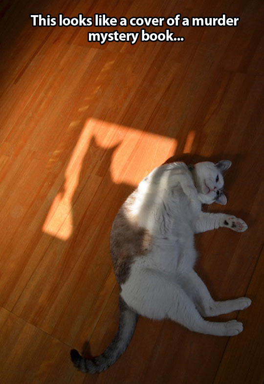 funny-cat-shadow-window
