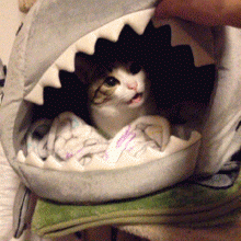 funny-cat-shark-bed
