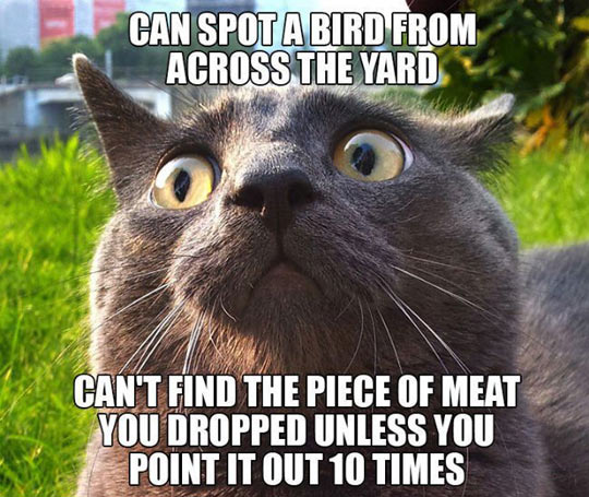 funny-cat-spot-bird-yard-meat-dropped