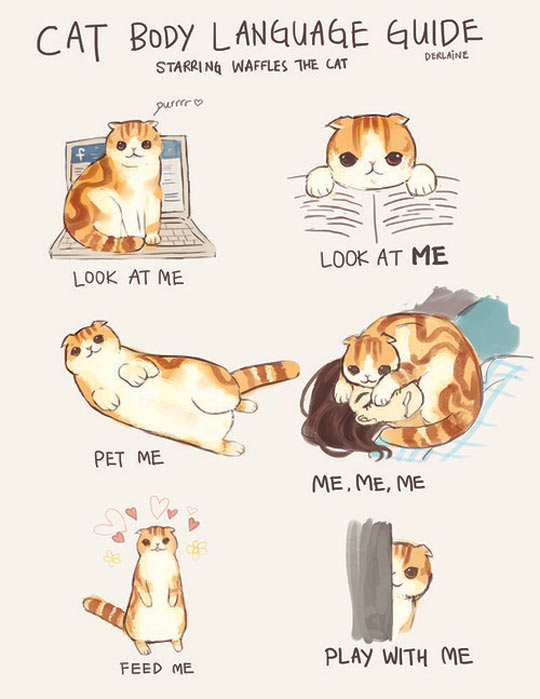 Cat Body Language Guide…