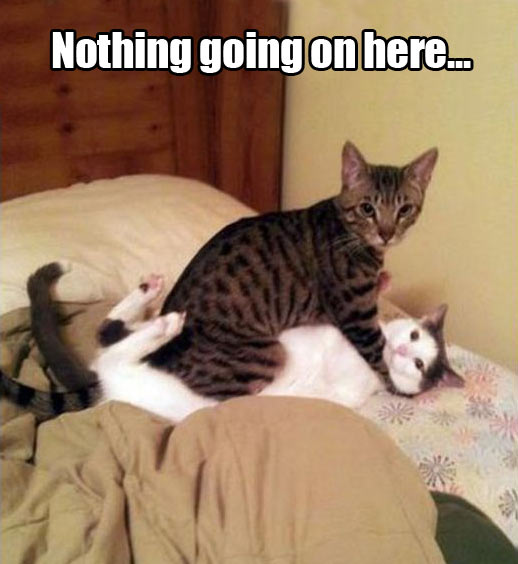 funny-cats-fighting-nothing-going-on