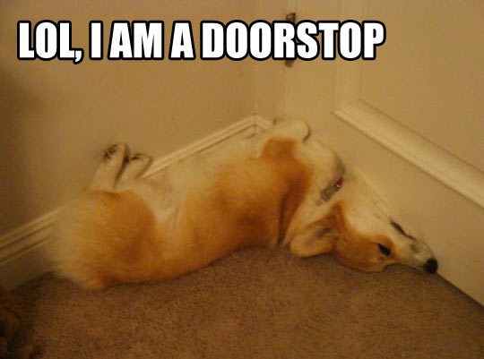 Doorstop dog…