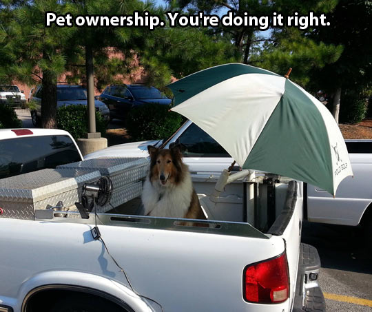 Pet ownership done right…