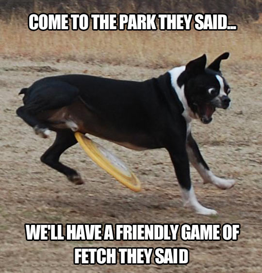 Friendly game of fetch…