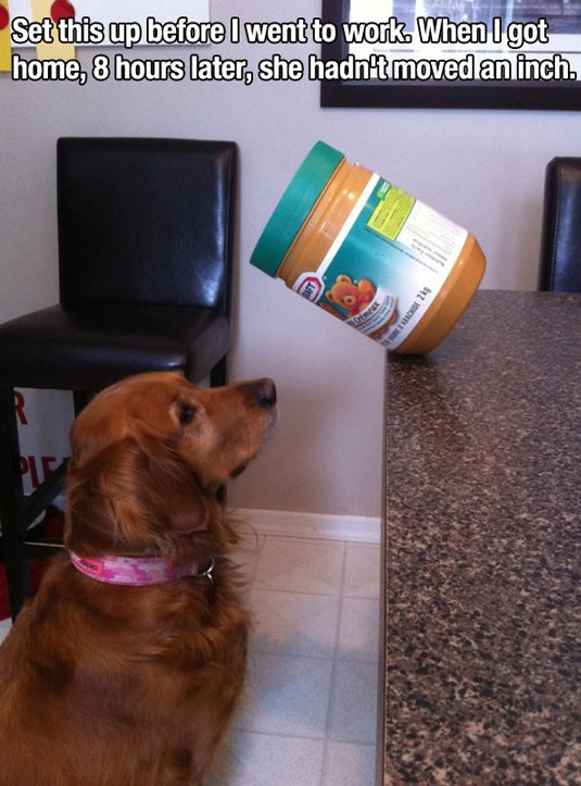 funny-dog-food-kitchen