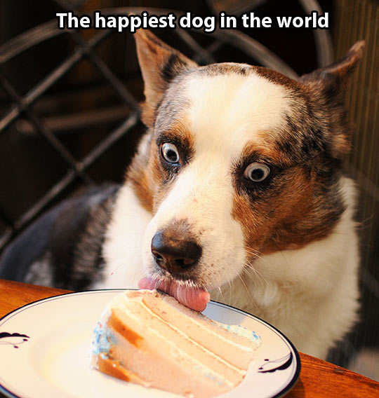 funny-dog-happy-cake-eating-eyes