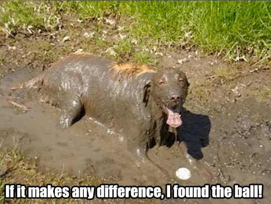 funny-dog-mud-dirty-ball