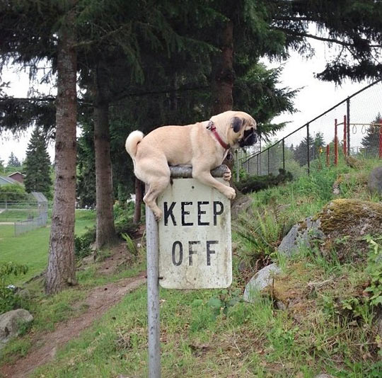 This pug gets it…