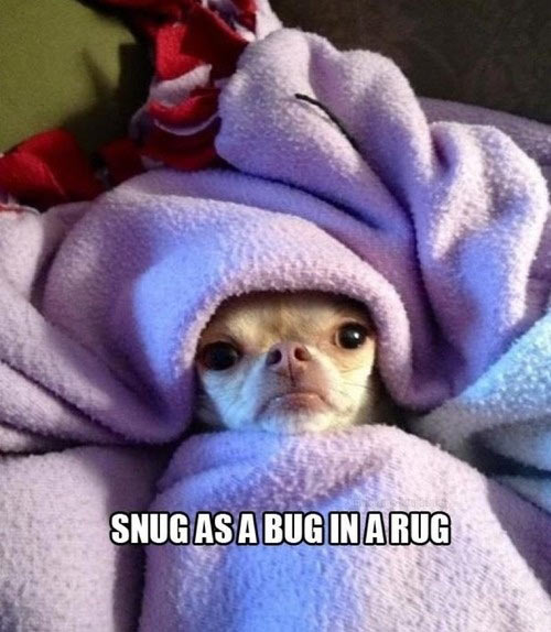 Snug as a bug…