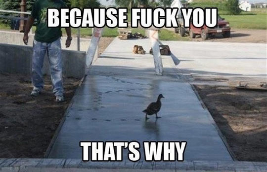 Duck doesn’t care…