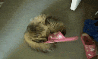 Cat vs. Sandal…