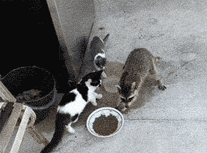 funny-gif-raccoon-stealing-cat-food