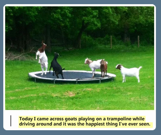 Goats playing on a trampoline…