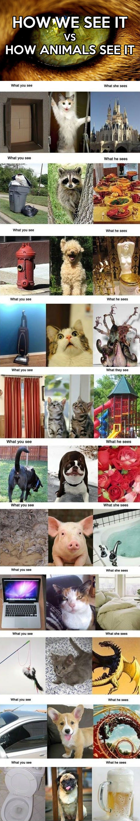 How we see it vs. how animals see it…