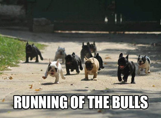 Running of the bulls…