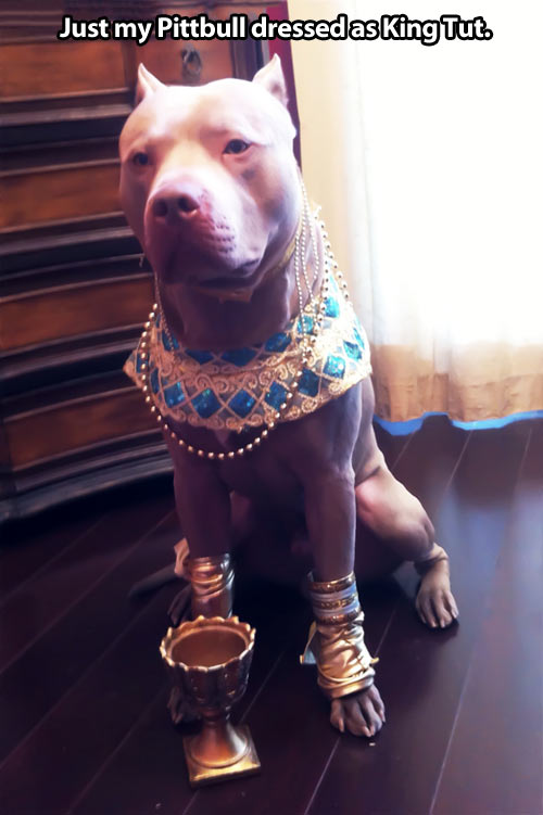 Egyptian dog…