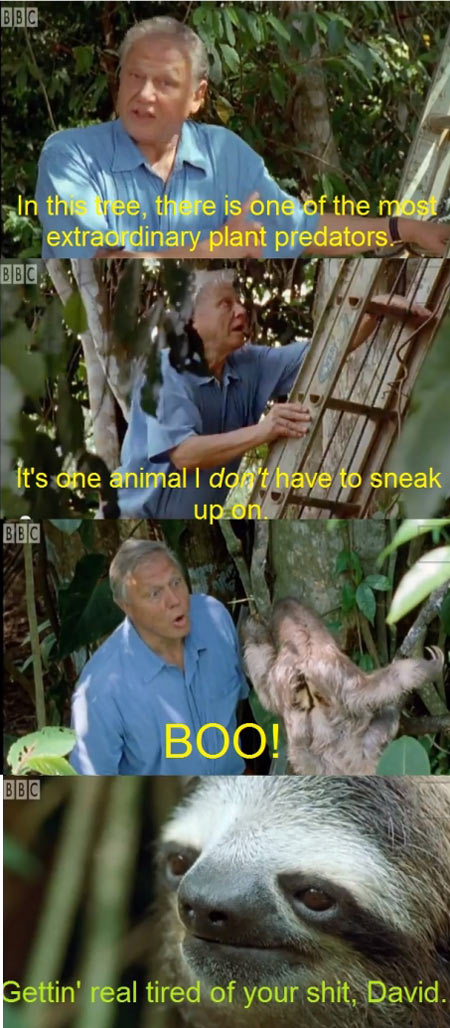 Sir David Attenborough finds a sloth…