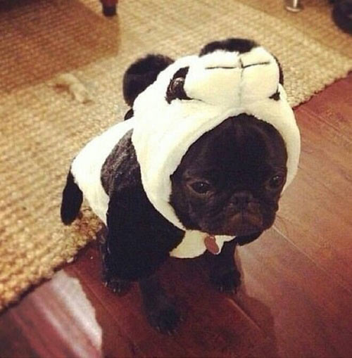 Panda puppy…