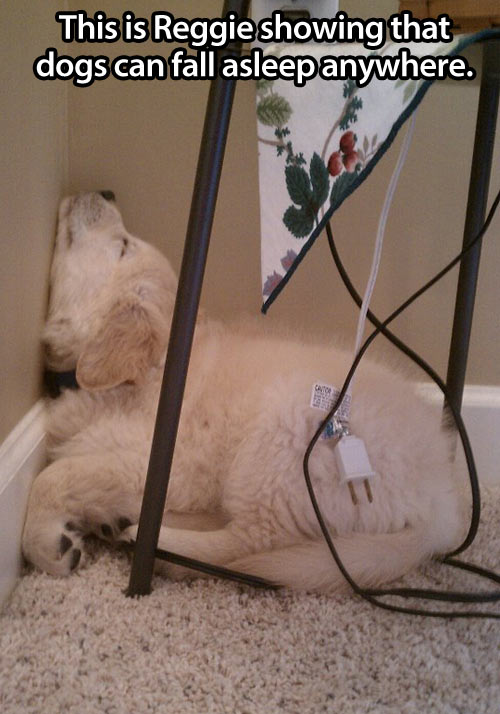 Dogs can fall asleep anywhere…