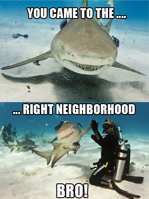 funny-shark-right-neighborhood-smiling