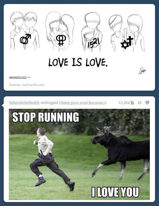 unny-love-stop-running-moose