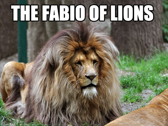 The Fabio of lions…
