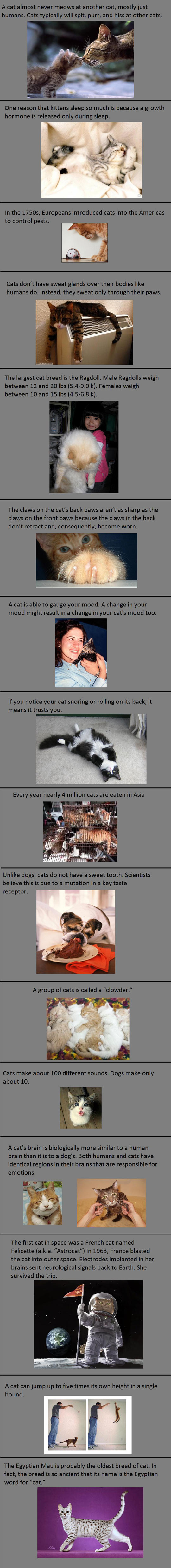 cool-interesting-cat-facts-meows-growth-hormone