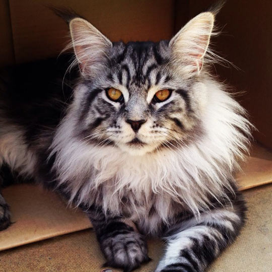 Maine Coon cat: the prettiest cat you’ll see today…