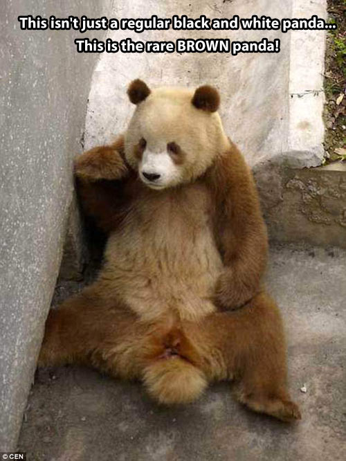 cool-rare-brown-panda