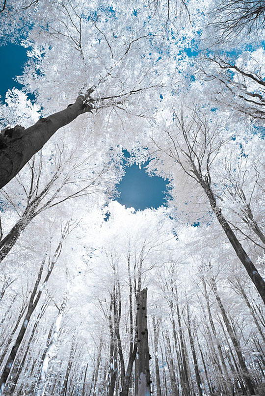 Trees are white, sky is blue…