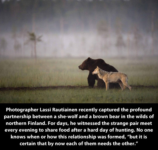 Friends from the wilderness…