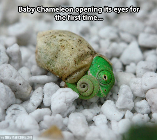 cute-baby-chameleon-egg-birth