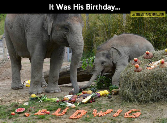 Baby elephant birthday party…