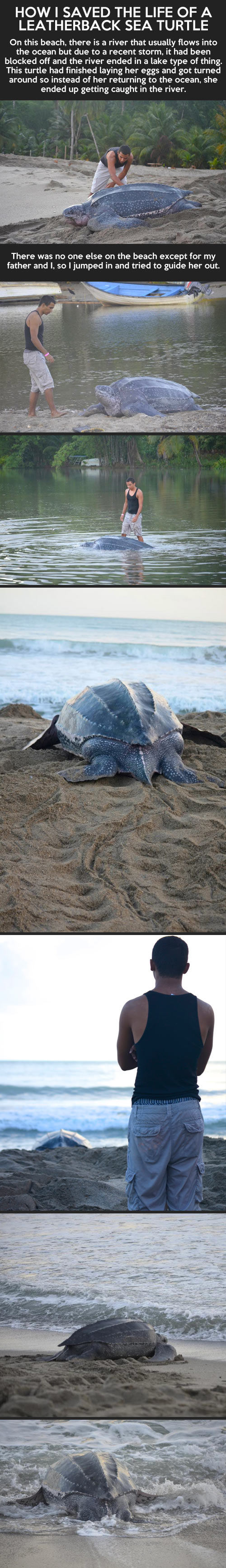 cute-leatherback-sea-turtle-ocean