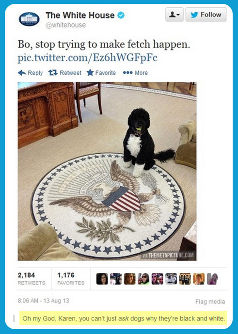 funny-Twitter-white-house-dog