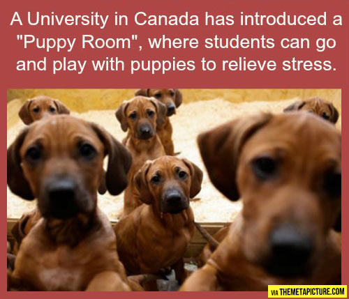 funny-University-Canada-puppy-room