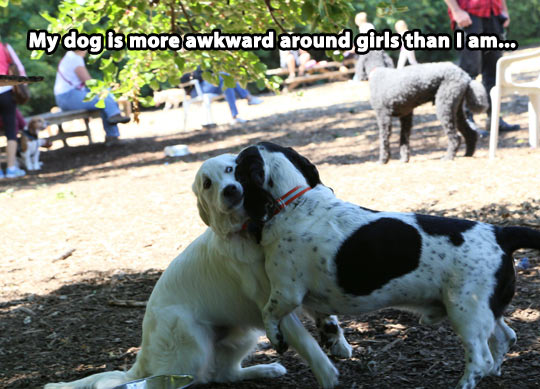 Socially awkward dog…