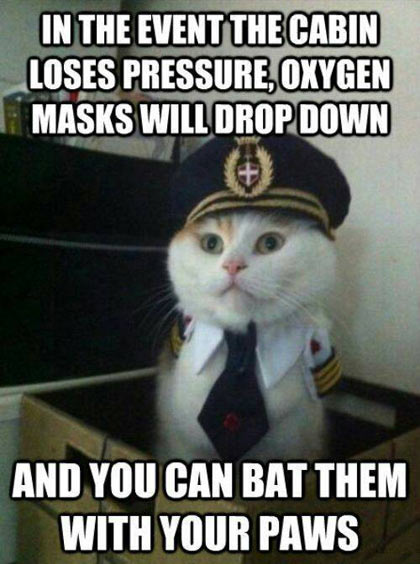 funny-captain-kitty-cabin-paws-box