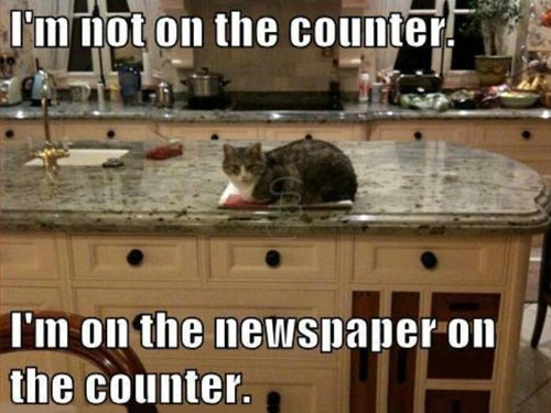 Lawyer cat has a good argument…
