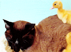 Mama cat adopts baby ducks...