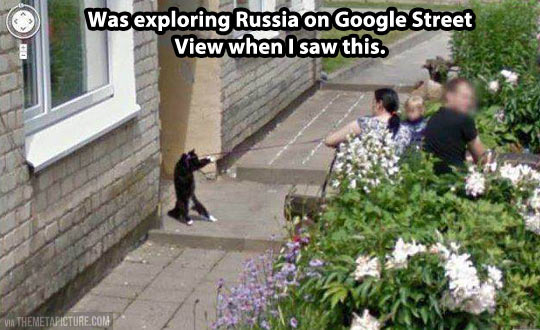 funny-cat-fight-Russia-Street-View