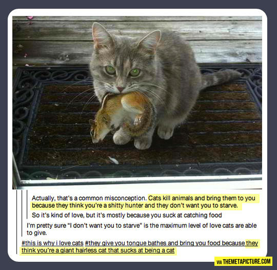 This is why I love cats…
